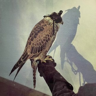 Iceage – You're Nothing (Vinyl)