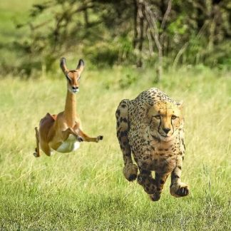 Thundercat & Tame Impala - No More Lies (7" Vinyl)