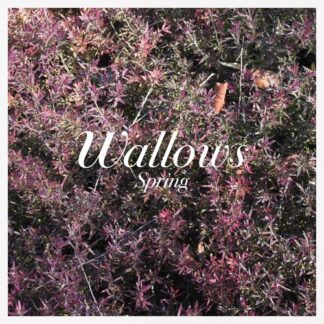 Wallows - Spring [Explicit Content] (Parental Advisory Explicit Lyrics, Colored Vinyl, Pink, Green)