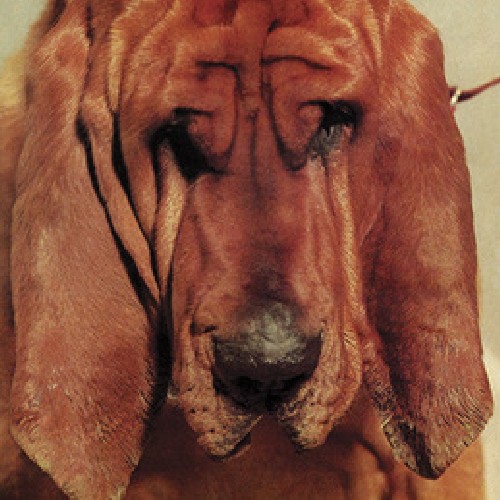 Ty Segall - Goodbye Bread (Vinyl)