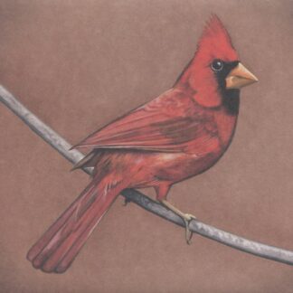 Alexisonfire – Old Crows / Young Cardinals (CD)